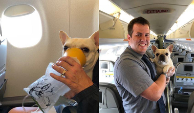 Flight attendants save dog